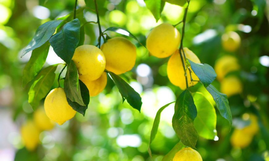 Лимон и витамин С