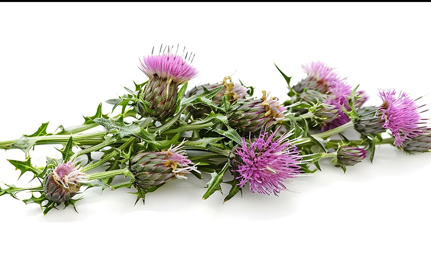 Milk thistle: A powerful herb for liver health